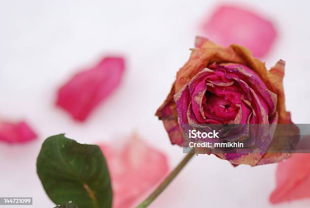 Gefrorene Rose Stockfoto und mehr Bilder von Abgestorbene Pflanze - Abgestorbene Pflanze, Alt, Ausgedörrt