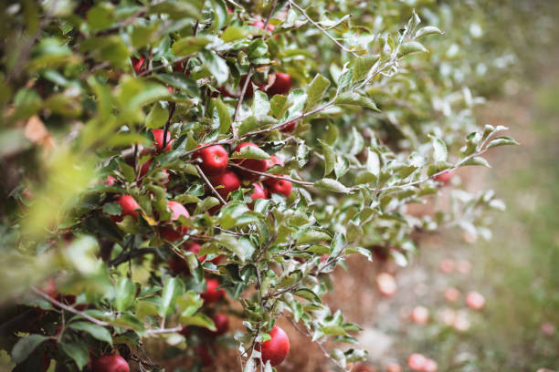 ripe apples tree orchard okanagan valley british columbia agriculture