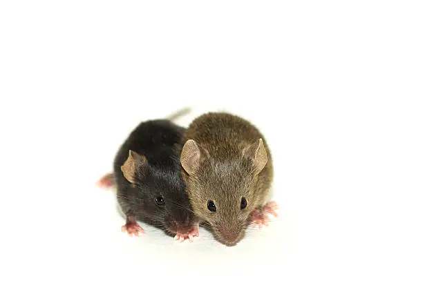 Two mice from the same nest. One is black and the other one is agouti (brown).