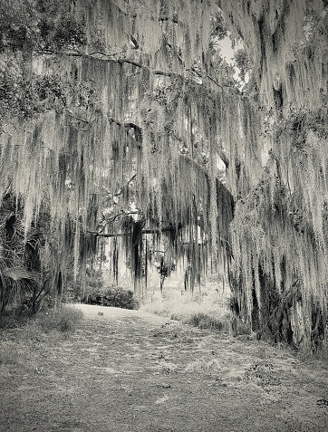 An old oak tree covered in Spanish moss