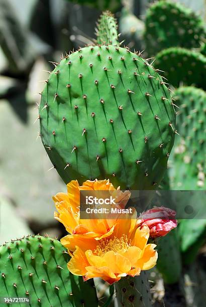 Fiori Di Cactus - Fotografie stock e altre immagini di Albero di fico - Albero di fico, Arancione, Cactus