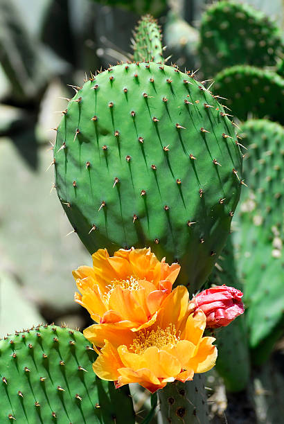 istock Flowers of cactus 144721174
