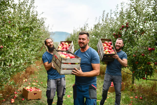 istock Positive Vibes For Smiling Friends During Apple Harvest 1447211743