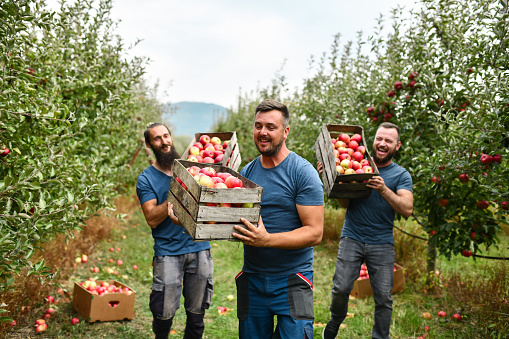 Positive Vibes For Smiling Friends During Apple Harvest