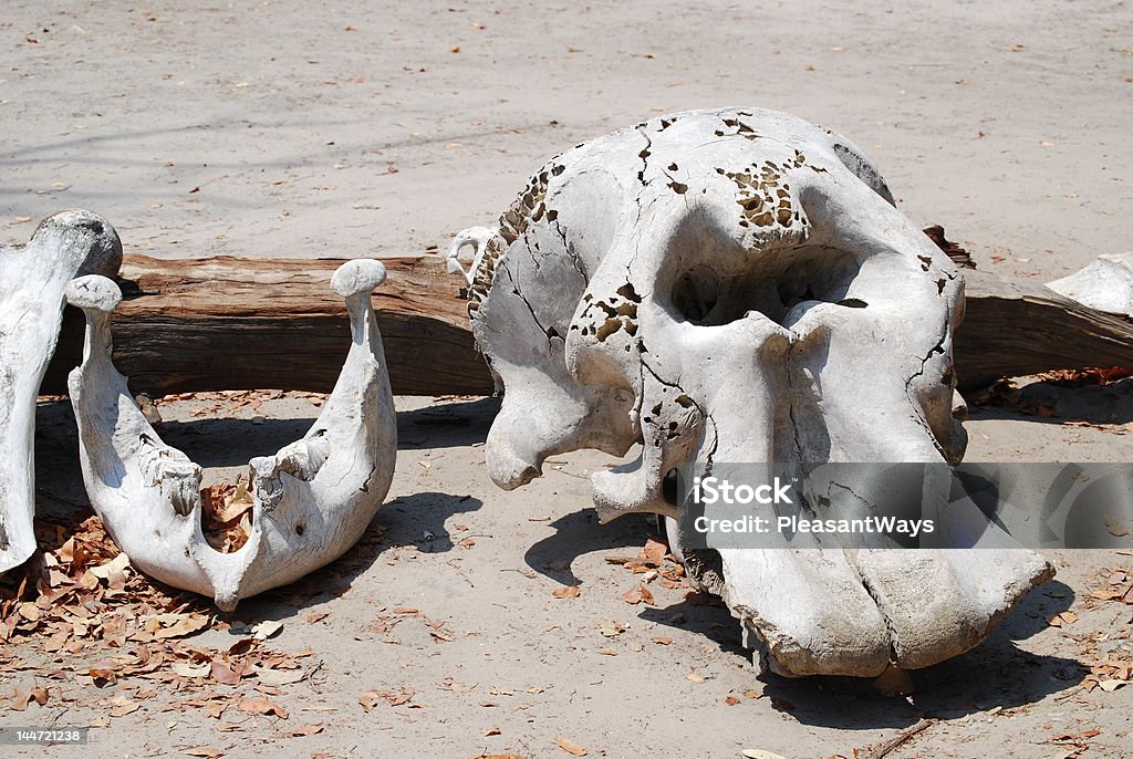 Crâne d'éléphant - Photo de Crâne d'animal libre de droits