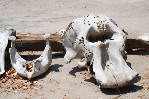 Elephant Skull in the Okavango Delta in Botswana