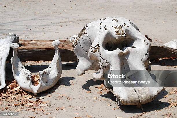 Crânio De Elefante - Fotografias de stock e mais imagens de Crânio Animal - Crânio Animal, Elefante, Animal selvagem