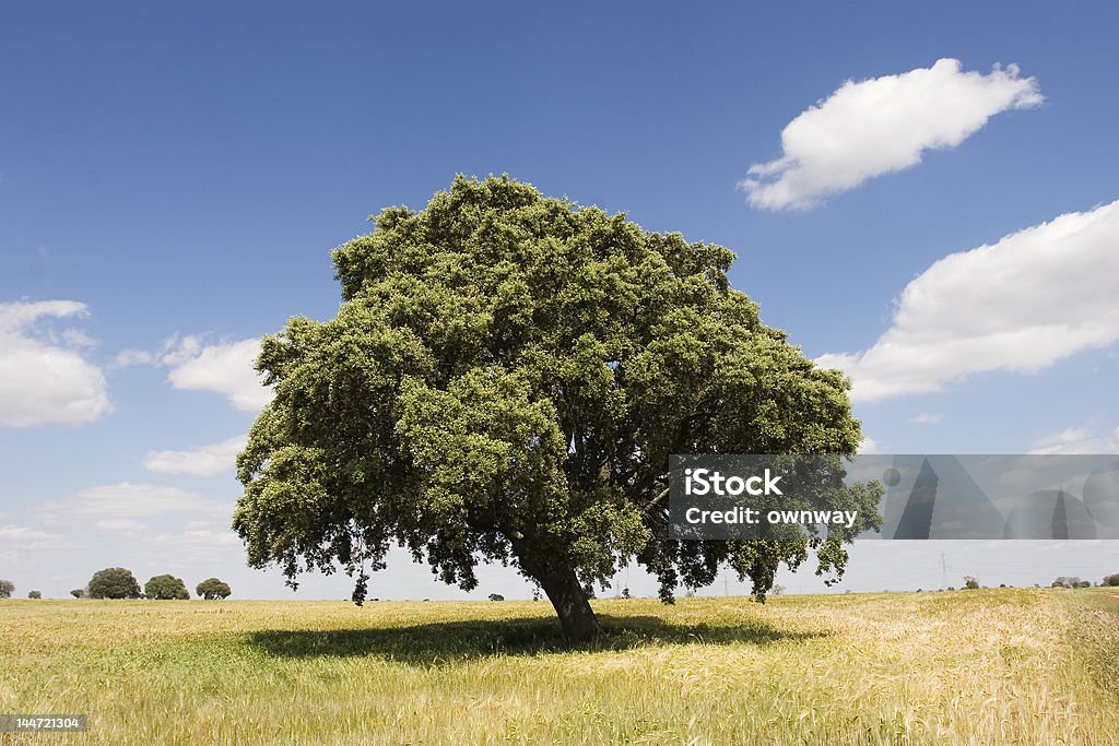 Oak tree - Lizenzfrei Baum Stock-Foto