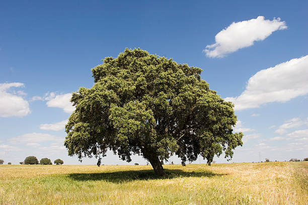 Oak tree Oak tree in sunny day live oak tree stock pictures, royalty-free photos & images