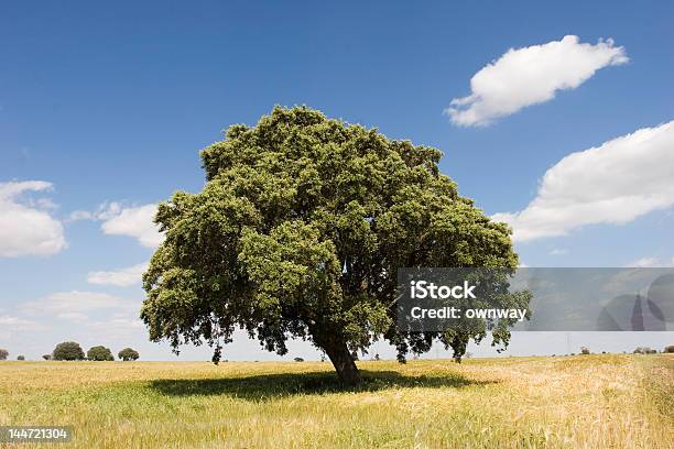 Carvalho - Fotografias de stock e mais imagens de Árvore - Árvore, Centenário, Carvalho