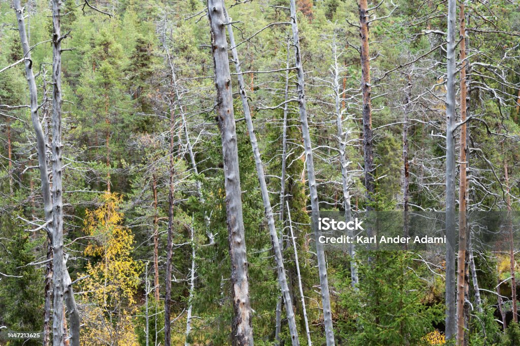 An old-growth coniferous forest with a lot of standing dead Pine trees in Oulanka National Park, Finland An old-growth coniferous forest with a lot of standing dead Pine trees in Oulanka National Park, Northern Finland Autumn Stock Photo