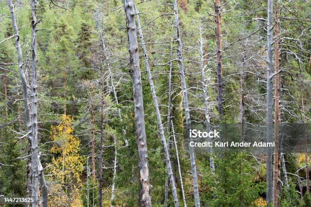 An Oldgrowth Coniferous Forest With A Lot Of Standing Dead Pine Trees In Oulanka National Park Finland Stock Photo - Download Image Now