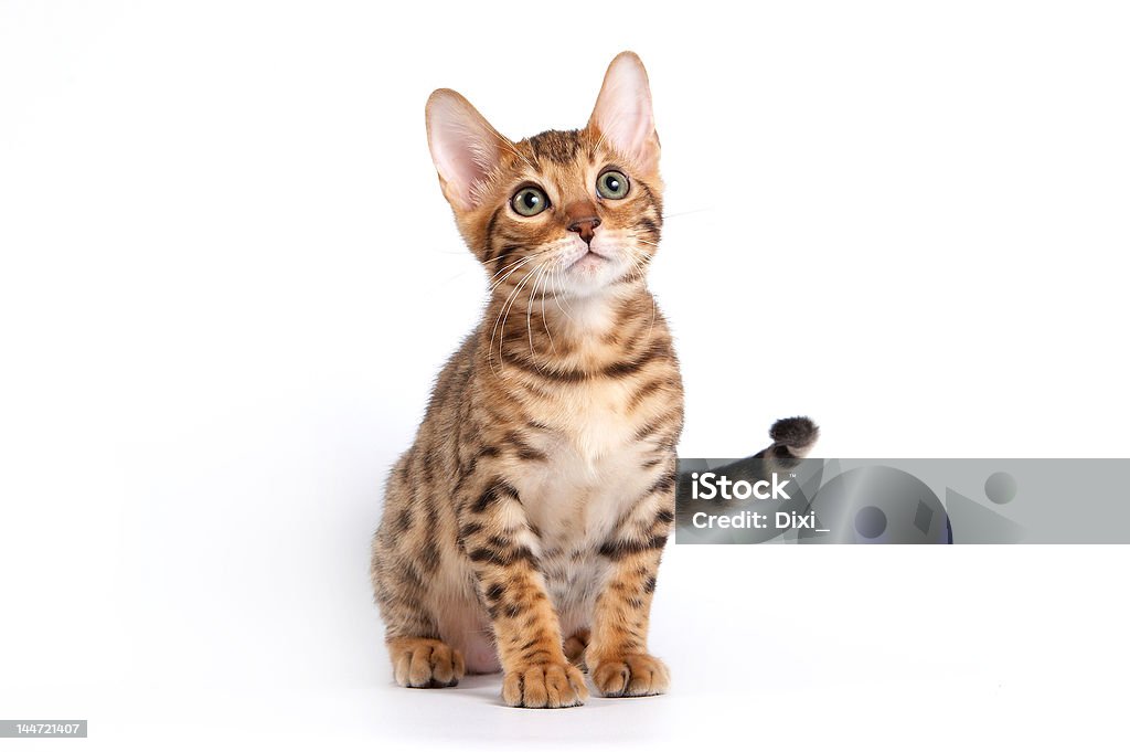 Bengal kitten Bengal kitten sitting on a white background in a studio. Domestic Cat Stock Photo