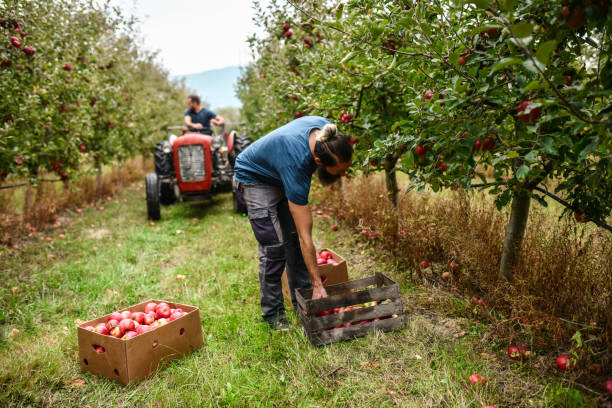 istock Workers Driving Tractor And Harvesting Apples 1447214571