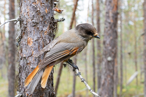 A close-up of a curious Siberian jay perched on a branch in an old coniferous forest in Oulanka National Park, Northern Finland
