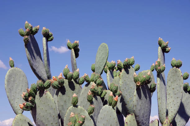 cactus prickley pera - prickley pear cactus fotografías e imágenes de stock