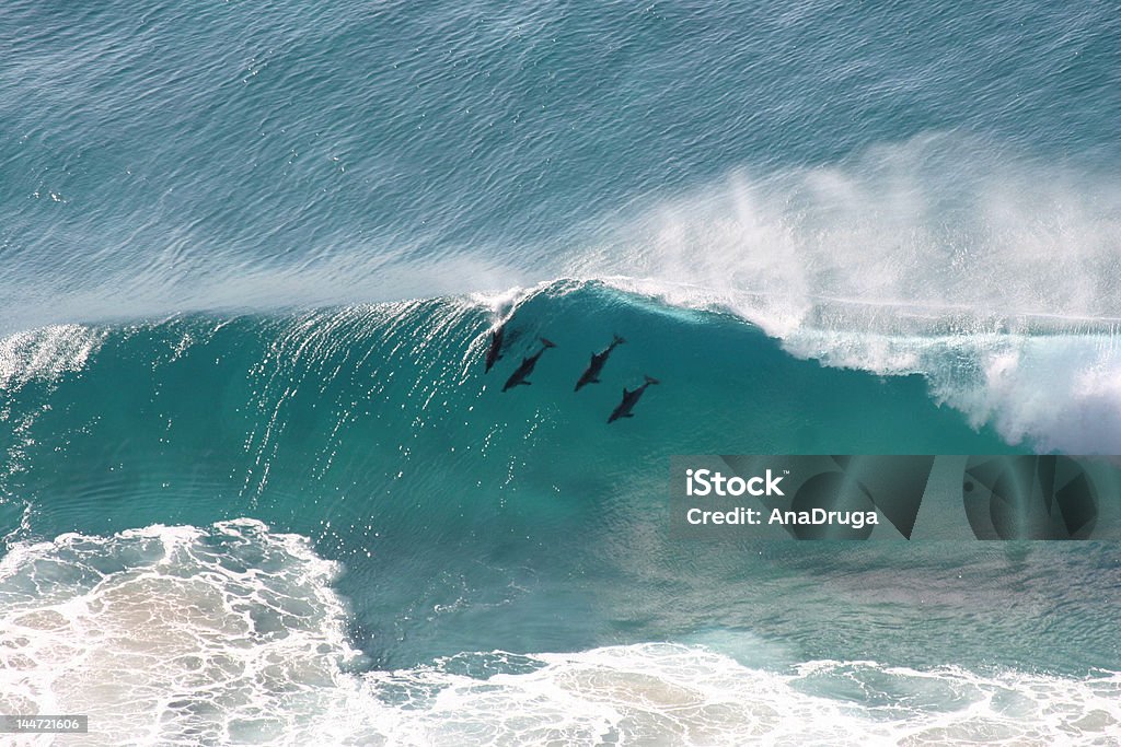 Swimming dolphins on a wave A group of dolphins swimming on a wave in the Australian ocean, Byron Bay. Byron Bay Stock Photo