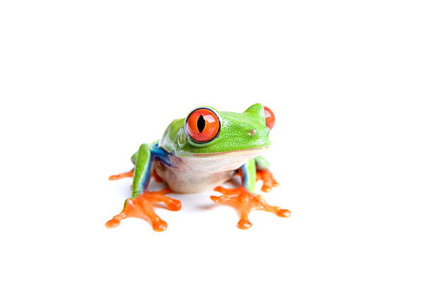 istock red-eyed tree frog isolated on white 144721617