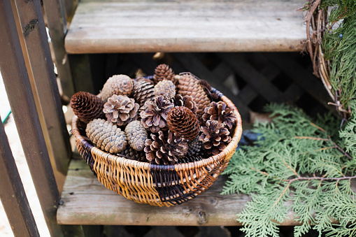 Making a Christmas wreath with ivy and pine cones