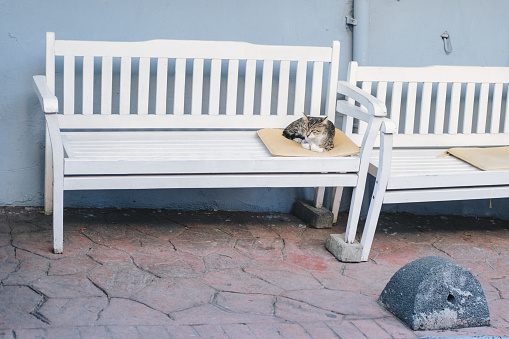 The cat is lying comfortably on the bench