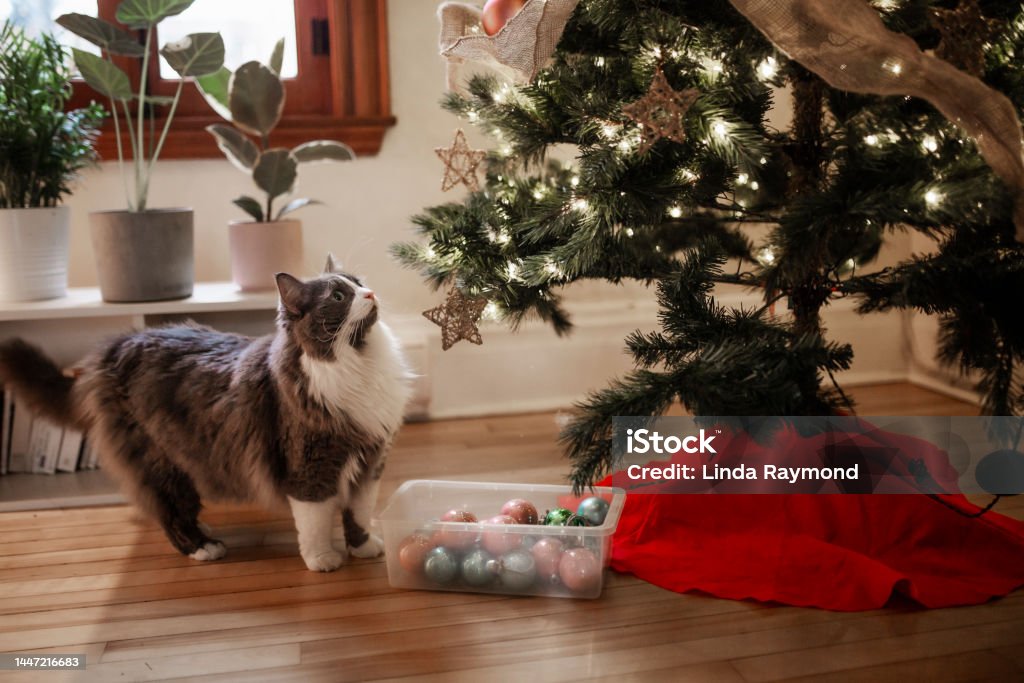 A cat and a Christmas tree A big gray cat looking at a Christmas tree Christmas Stock Photo
