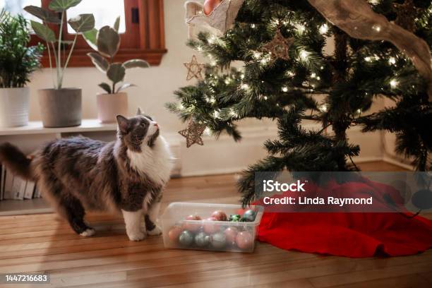 A Cat And A Christmas Tree Stock Photo - Download Image Now - Christmas, Domestic Cat, Animal