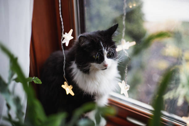 istock Christmas lights in a window 1447216738