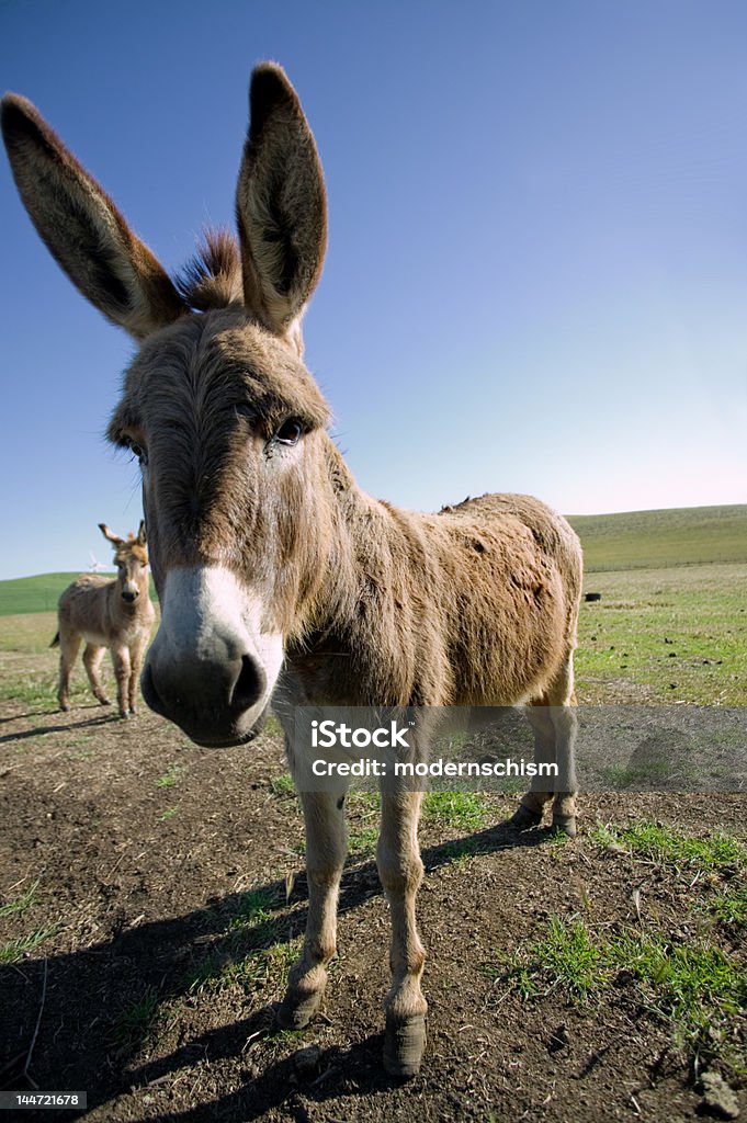 Mulo in pieno sole di mattina - Foto stock royalty-free di Asino - Equino