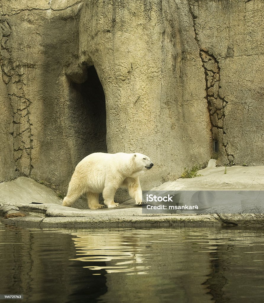 Polar Bear - Lizenzfrei Angel Stock-Foto