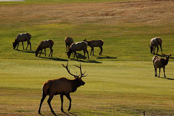 Elk on Estes Park Golf Course stock photo