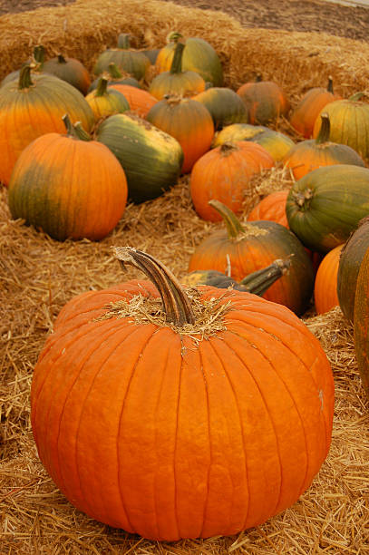 Pumpkin Patch stock photo