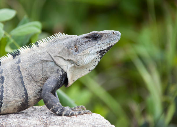 istock Cozumel Island Wild Iguana Profile 1447218210