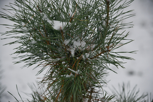 Christmas Background with beautiful green pine tree brunch close up. Copy space.