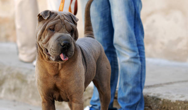 istock A beautiful shar pei dog 1447219300