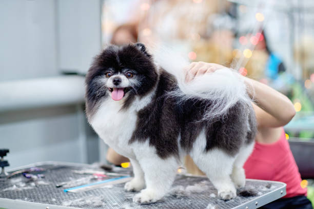 istock The Pomeranian dog is white and black on the grooming table. Sheared wool on the table. Spitz grooming 1447219351