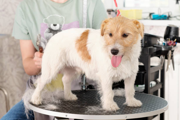 istock ack Russell terrier during trimming on the grooming table 1447219361