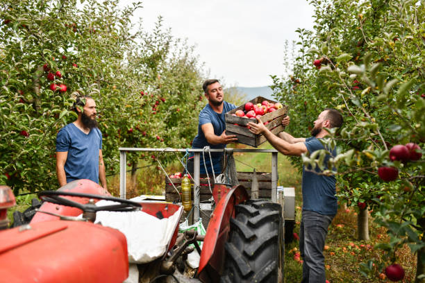 istock Bearded Worker Helping Colleague Load Apple Crates On Tractor During Harvest 1447219842
