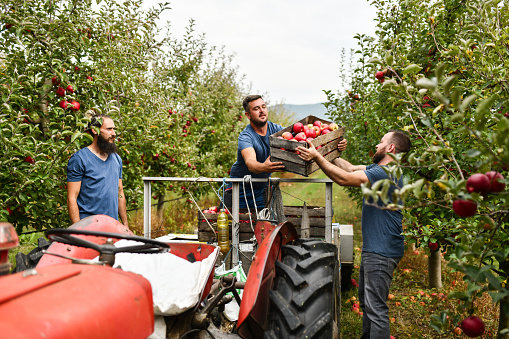 Bearded Worker Helping Colleague Load Apple Crates On Tractor During Harvest