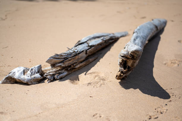 Driftwood along the beach of Lake Superior, Michigan