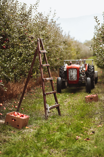 Apple Harvesting Season Depicted On Orchard