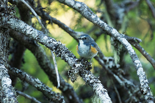 Close-up of colorful male Red-flanked bluetail, Tarsiger cyanurus perched in a summery taiga forest in Valtavaara near Kuusamo, Northern Finland