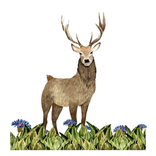 istock Nature grass deer flower blue sketch watercolor 1447221660