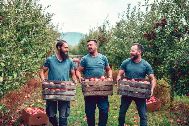 istock Apple Harvesters Proud Of Their Daily Work 1447222380