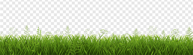 Green Grass Border Isolated Transparent Background , Vector Illustration