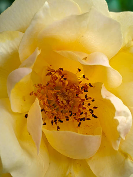 istock Yellow Rosa flowers 1447224332