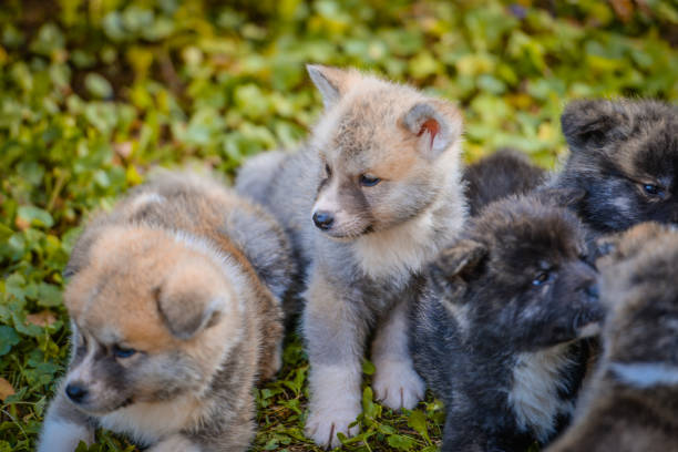 A close-up of a puppys muzzle with expressive, sad eyes. The details of the fur and the nose texture create a realistic and deep effect. The focus on the eyes makes the image emotionally intense