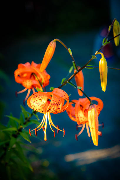 istock Lilium columbianum - Tiger Lily 1447226392