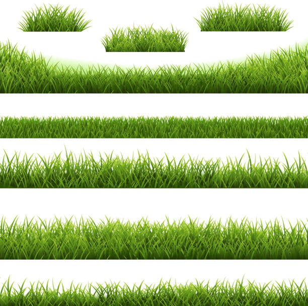 grass border big set und weißer hintergrund - graspflanze stock-grafiken, -clipart, -cartoons und -symbole