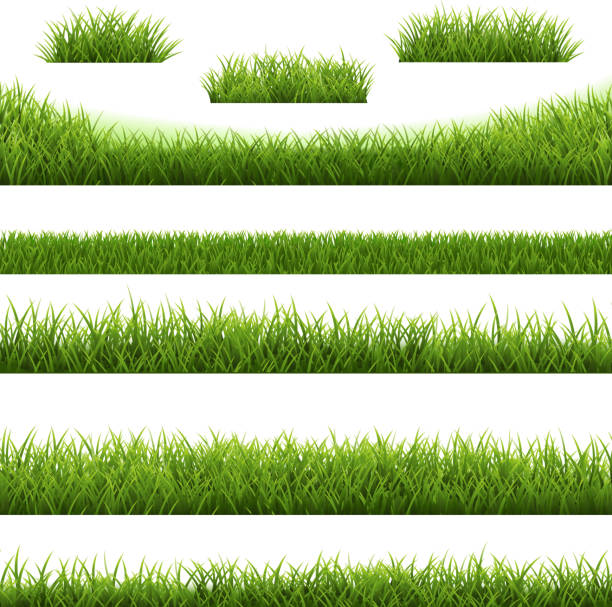 Grass Border Big Set And White Background Grass Border Big Set And White Background With Gradient Mesh, Vector Illustration grass stock illustrations