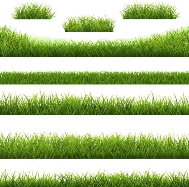 Vector illustration of Grass Border Big Set And White Background
